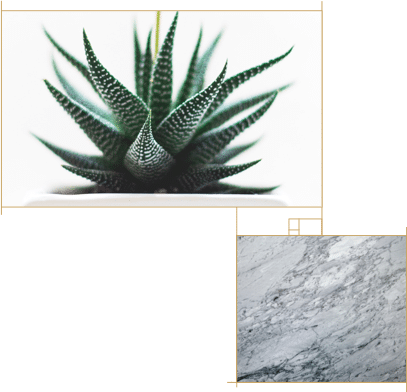 Aloe and marble collage